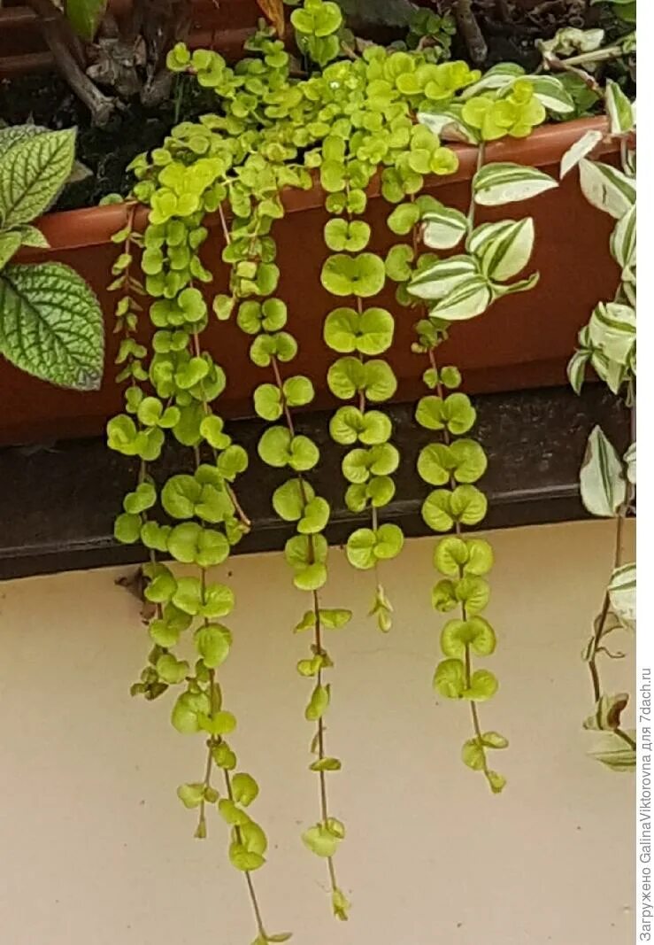крестовник роули. крестовник роули вариегатный. сенецио ампельный. ампельный кактус. крестовник роули.
