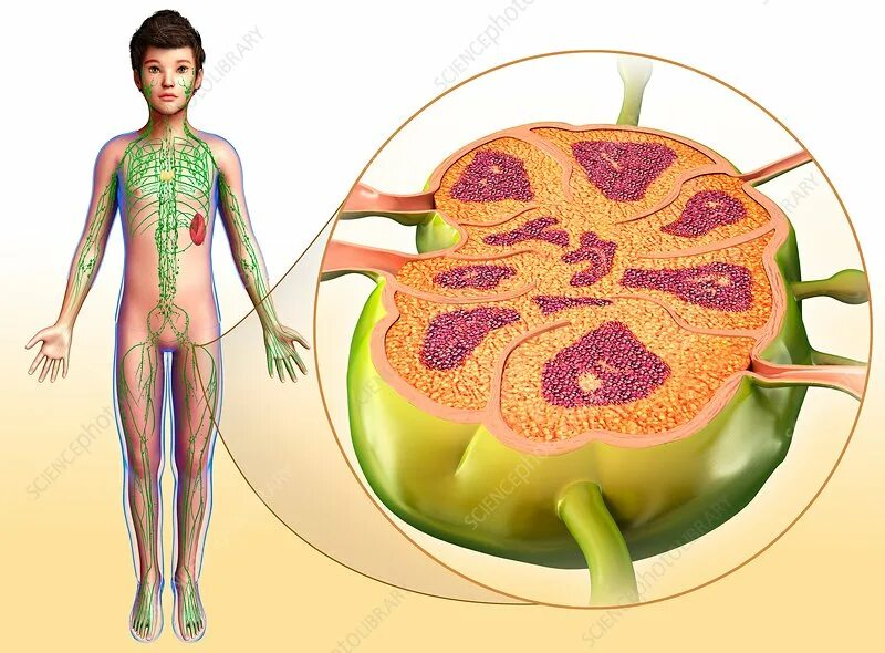 Лимфатические узлы в паху у ребенка. Воспаление лимфатических узлов. Лимфатическая система у детей. Лимфоузел слева в паху у женщин