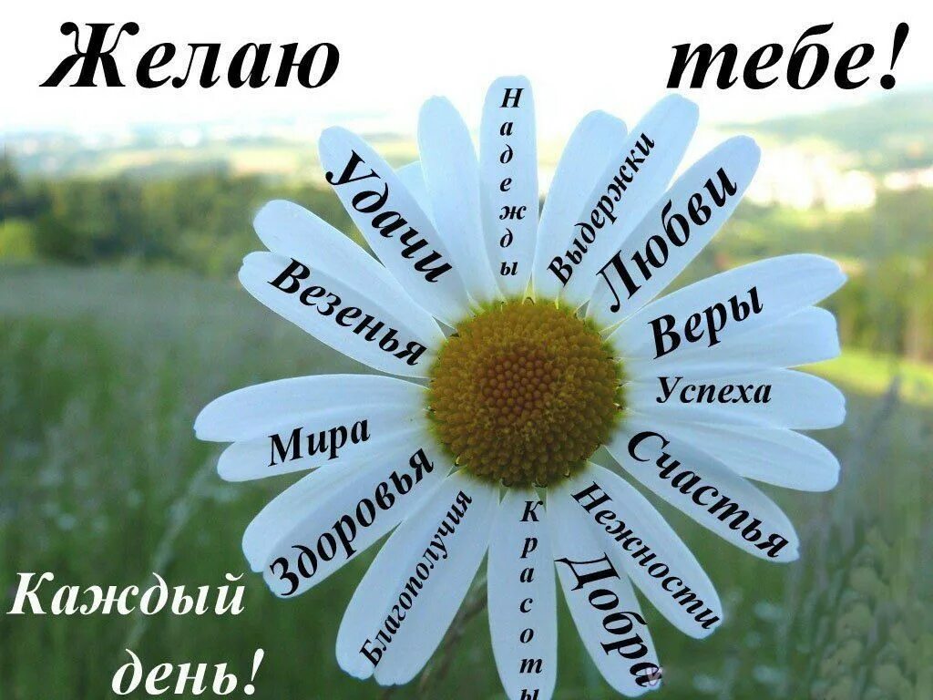 Удача в жизни сыну. Желаю тебе. Пожелания удачи и успеха. Ромашка с пожеланиями. Позитивные пожелания на день рождение.