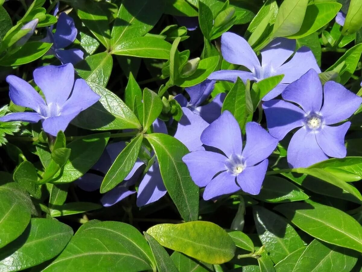 Барвинок Vinca Minor. Барвинок малый (Vinca Minor). Барвинок малый (Vínca Mínor). Барвинок малый, Vinca Minor, синий.