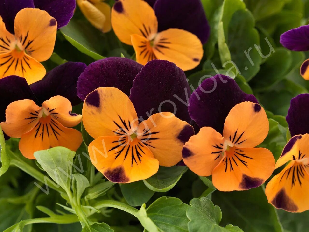 Виола рогатая (viola cornuta) "penny f1" (purple picotee). Виола двурогая цветок. Фиалка рогатая рубиновая. Фиалка рогатая эдмайер деним. Виола джониз джампинг.