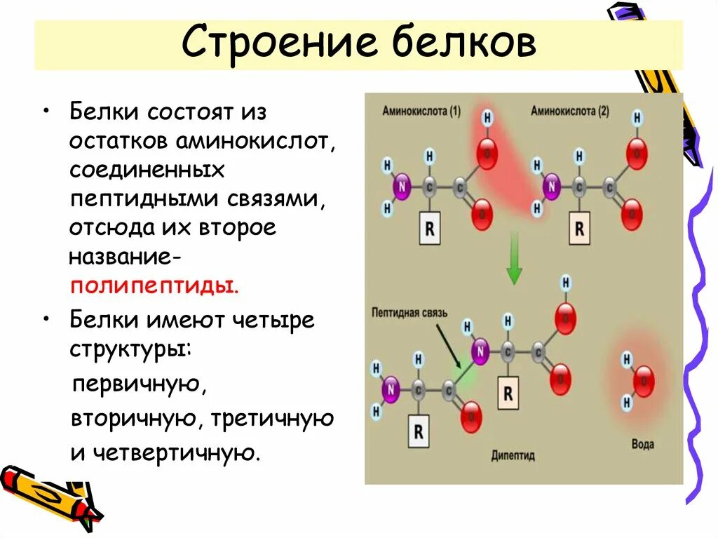 Функция белка химия. Строение первичной структуры белка химия. Состав структура и функции белков. Структура белков биология 10 класс. Структура белка биология.