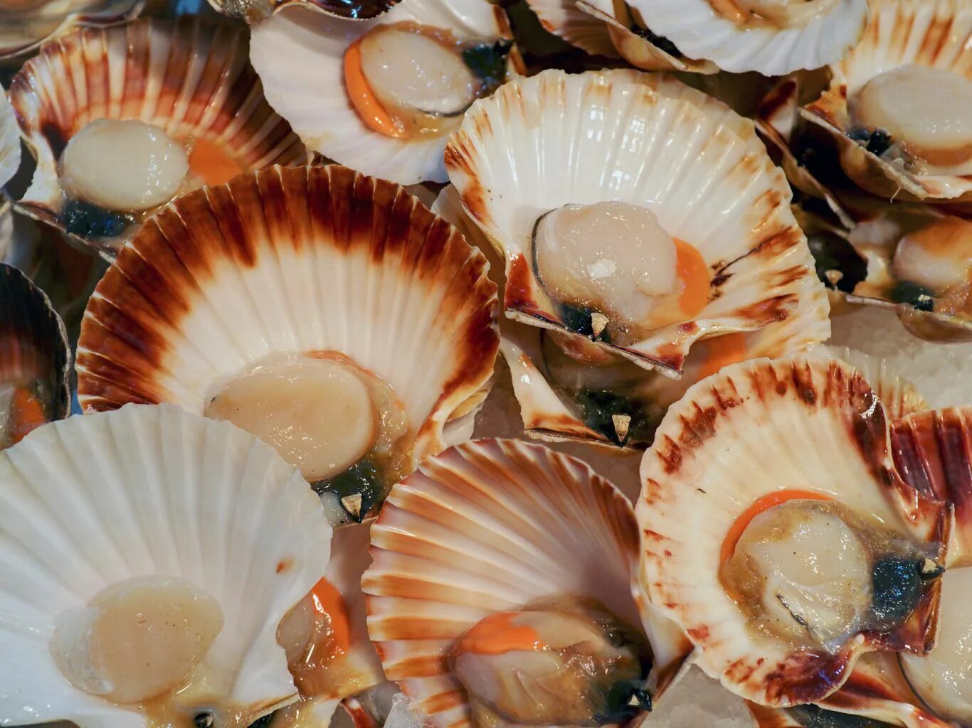 Как выглядит живой гребешок. Гребешок дальневосточный. Гребешок дальневосточный. Как выглядит живой гребешок. Моллюск королевский гребешок.