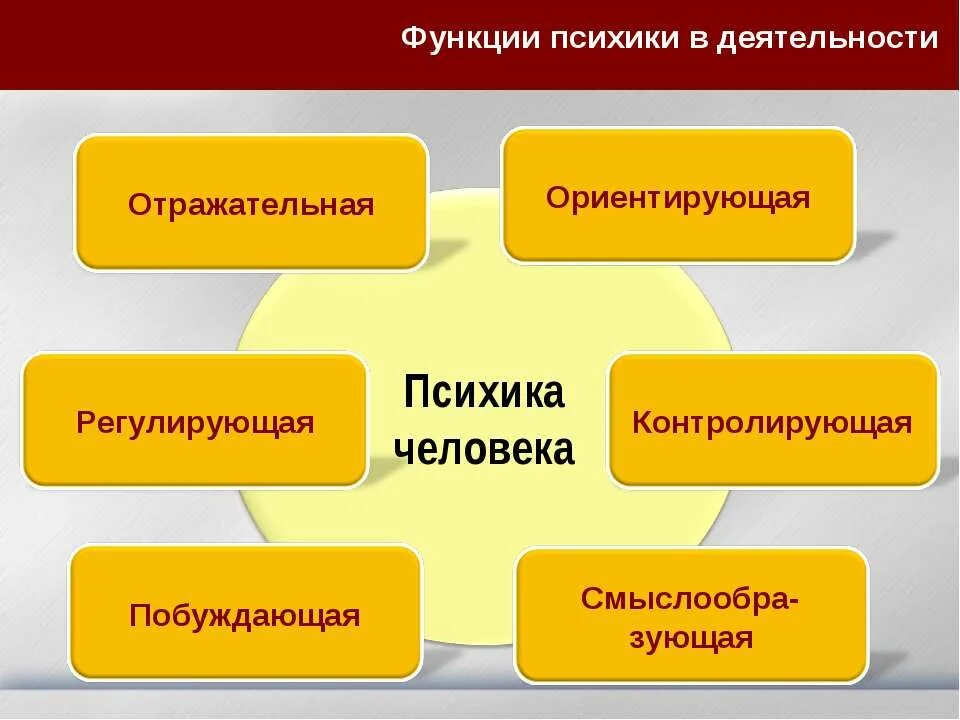 Функции активности человека