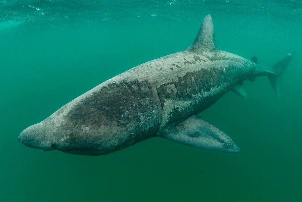 Баскинг шарк акула. Cetorhinus maximus акула. Акула призрак морская химера. Гигантская акула (basking shark). Гигантская акула cetorhinus maximus.