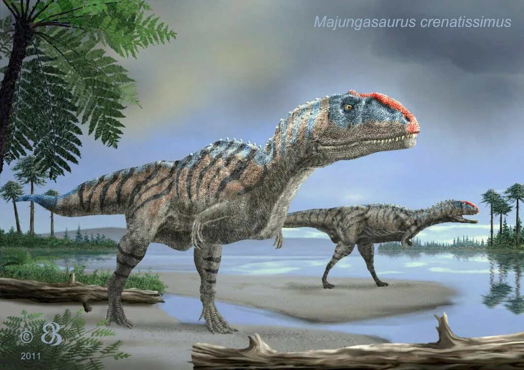 Майюнгазавр. Majungasaurus crenatissimus. Майюнгазавр Раджазавр. Майюнгазавр войны Юрского периода. Маюнгозавр динозавр.