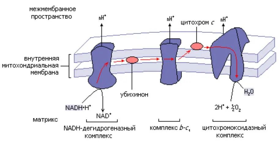 Организация дыхательной цепи. Переносчики в дыхательной цепи (цпэ).