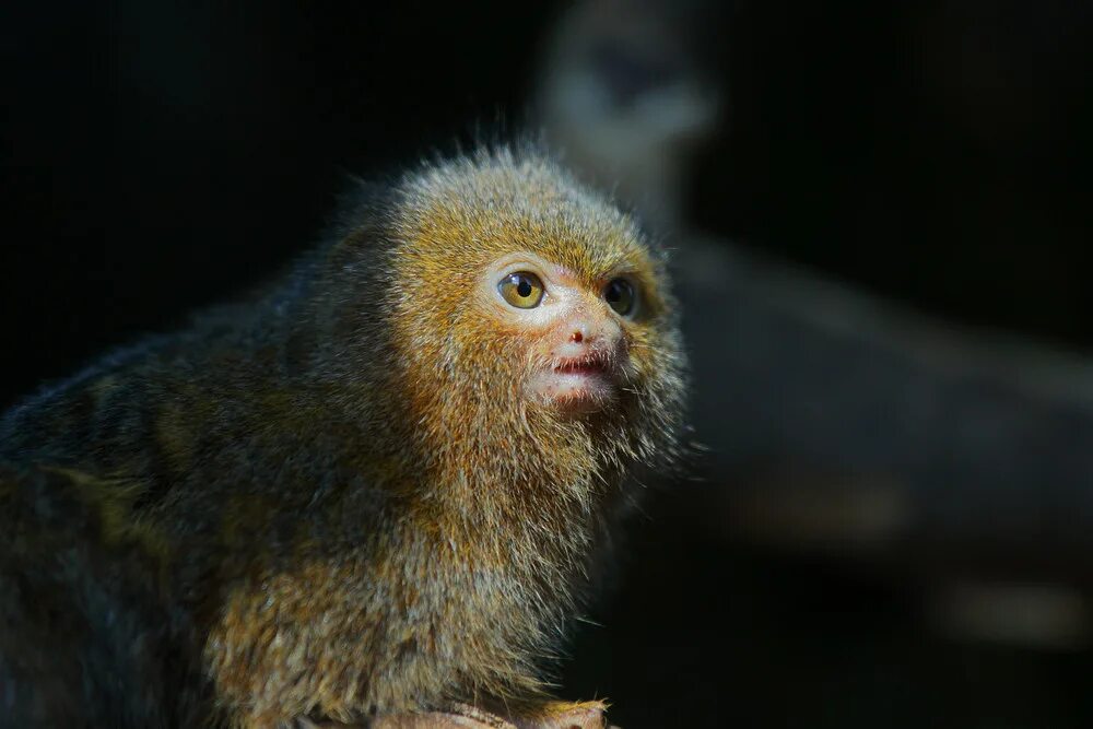 Small monkey. Cebuella pygmaea. Карликовая обезьянка игрунка. Карликовая зеленая мартышка. Самые маленькие обезьянки в мире.