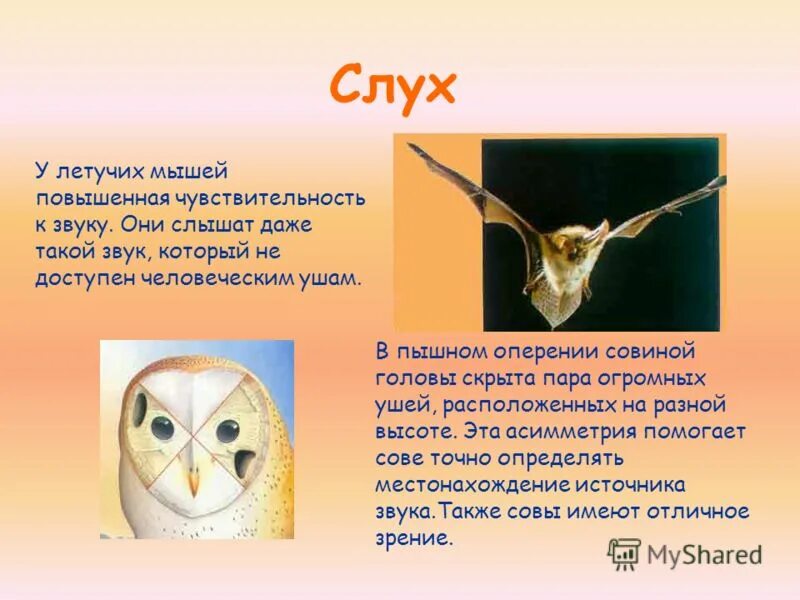 у какого животного хороший слух. хороший слух у животных. очень хороший слух у. слух человека и животных сравнительная. у кого из животных хороший слух.