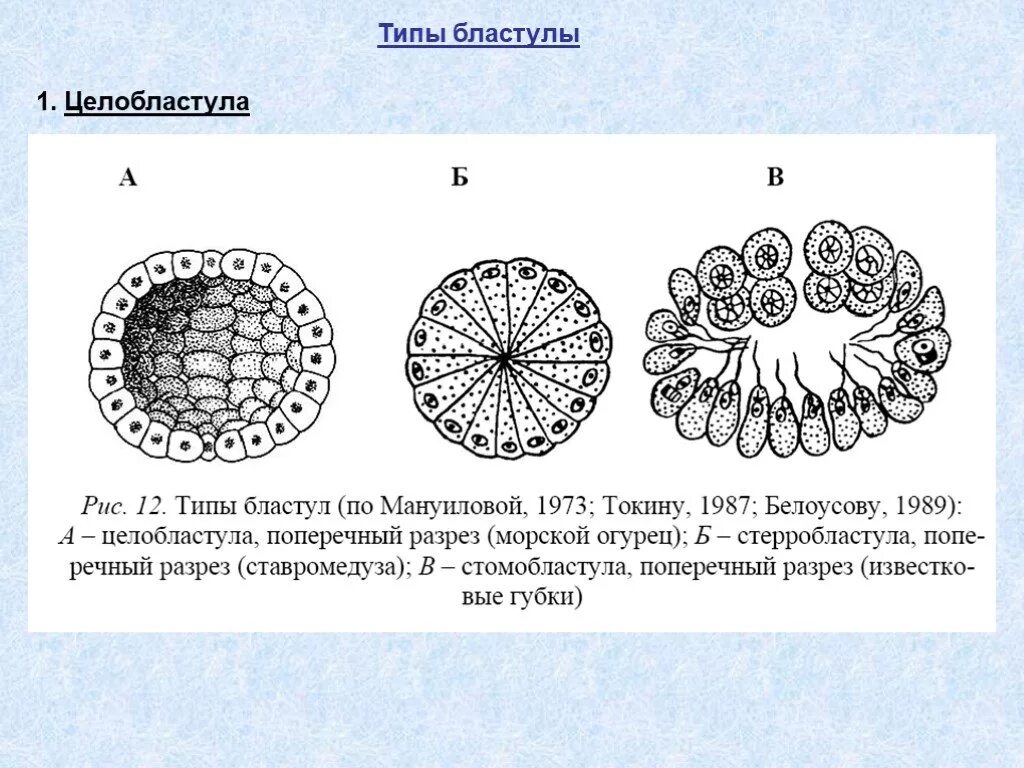 Какой процесс в цикле развития ланцетника изображен. Типы бластул целобластула. типы бластул дискобластула. тип бластулы ланцетника. бластула строение биология.