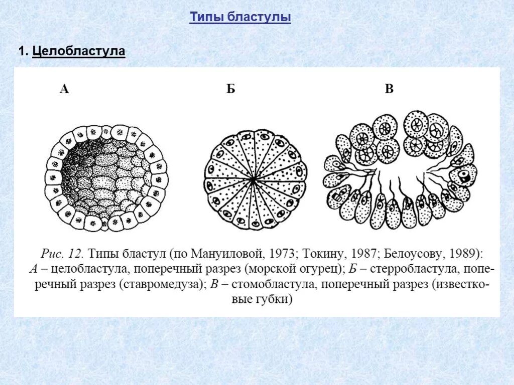 Какой процесс в цикле развития ланцетника изображен. Типы бластул целобластула. Типы бластул дискобластула. Тип бластулы ланцетника. Бластула строение биология.