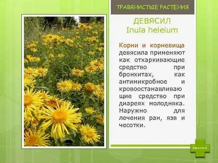 Лекарственные растения сибири