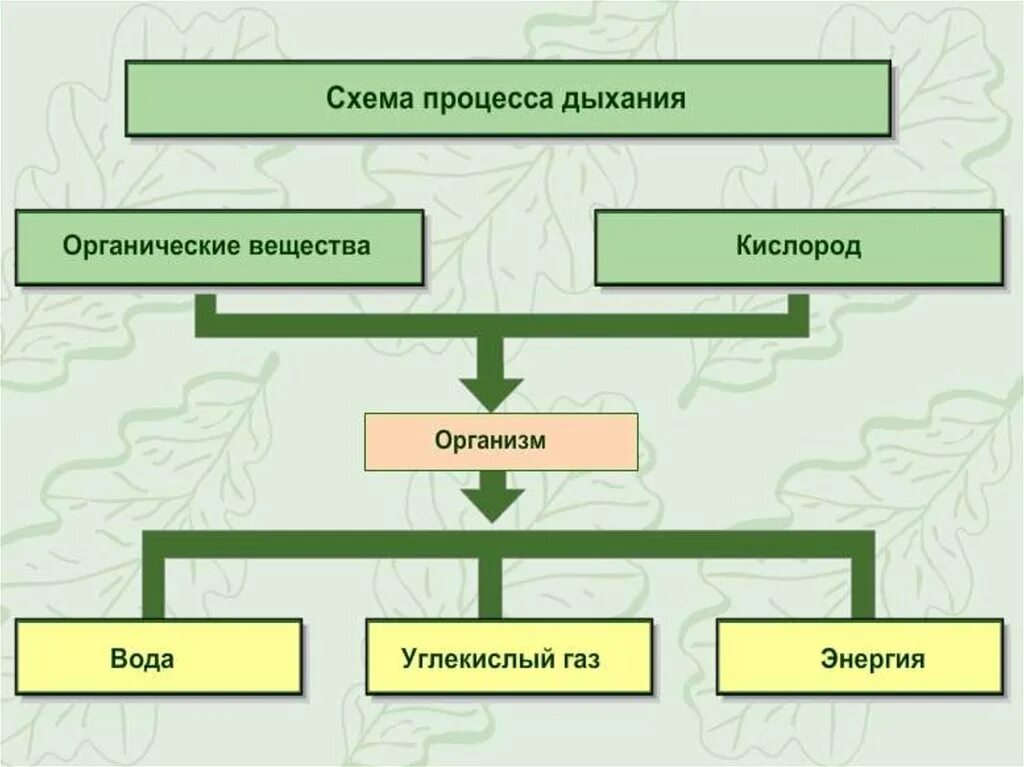 Схема процесса дыхания растений 6. Схема процесса дыхания растения 6 класс биология. Процесс дыхания растений в виде схемы. Схема процесса дыхания 6 класс. Какой процесс называют дыханием биология 6 класс