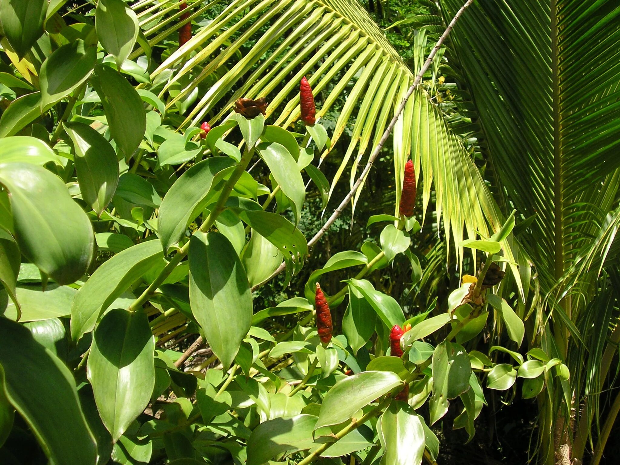 Rainforest plants