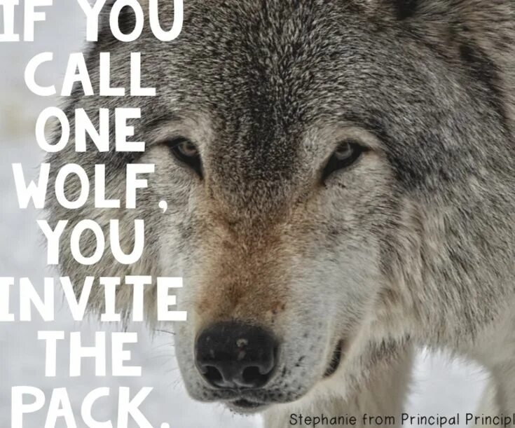 You are the wolf. Wolf quotes. motivational wolf. wolf quotes hunger. strength wolf.