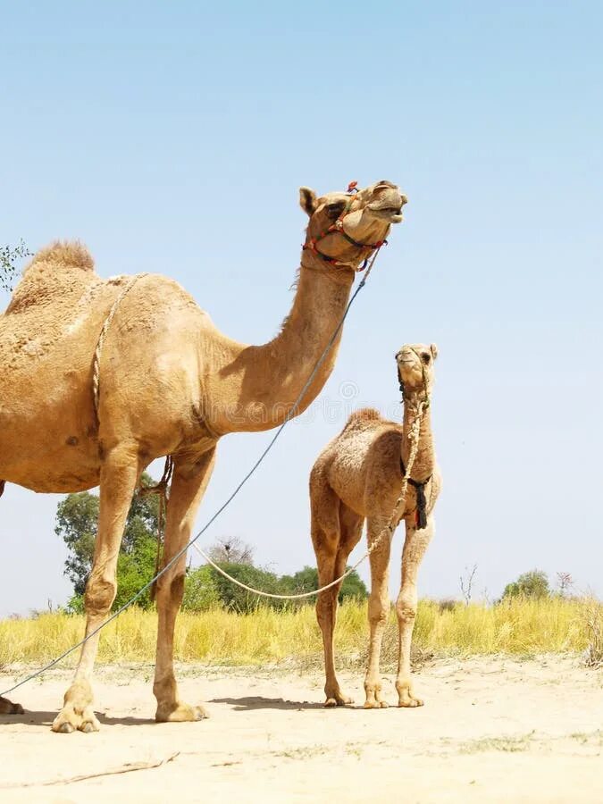 Camel 2