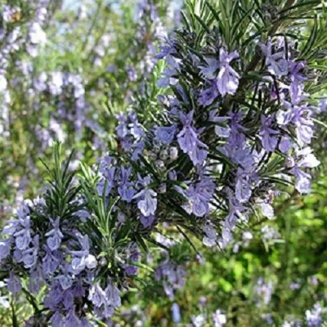 Розмарин лекарственный семейство. Rosmarinus officinalis. Rosmarinus officinalis. Розмарин лекарственный семейство. Rosmarinus officinalis.