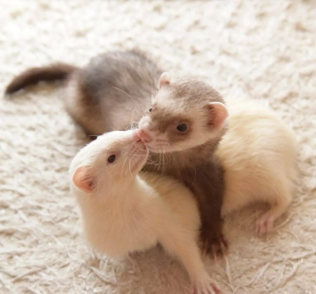 Фретка куньи. Ласка зверек. Ласки двух. Животные обнимаются. Ласки двух.