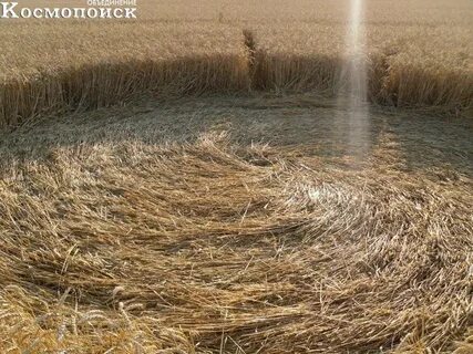 Засе шь поле