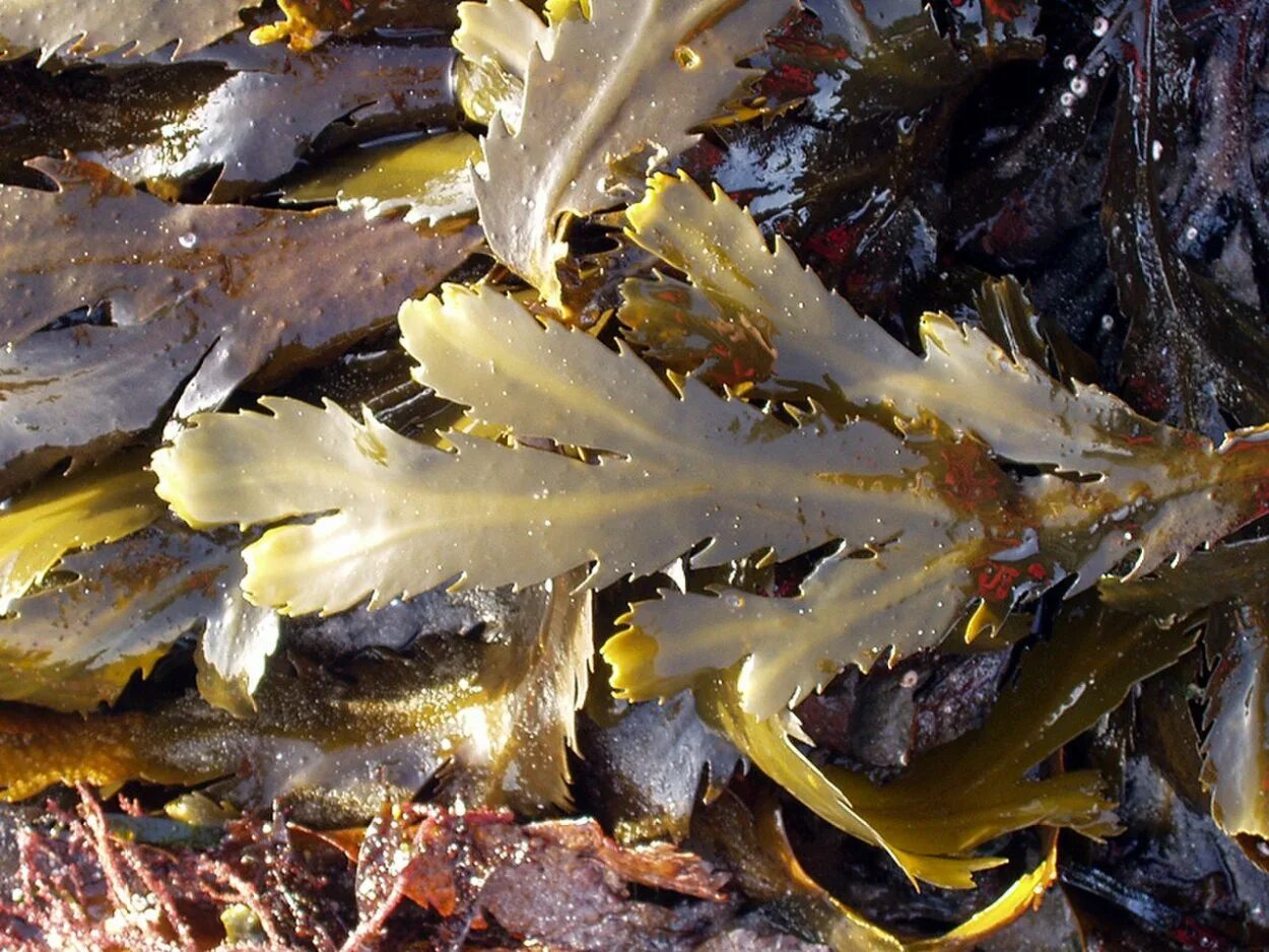 Фукус бурые. Фукус морской. Водоросли ламинария и фукус. Бурые водоросли Fucus. Морская капуста с фукусом.