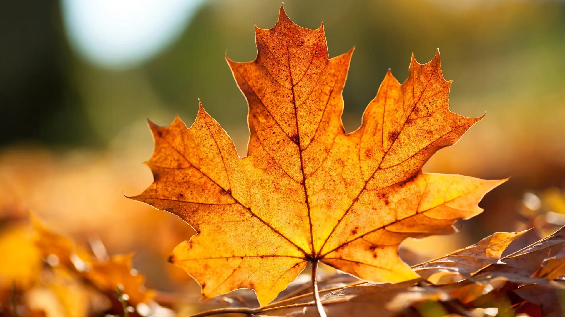 Осень делала дали нежно голубыми огэ. Осенние листья клена. Осенний кленовый лист. Лис осень. Листья клена осенью.