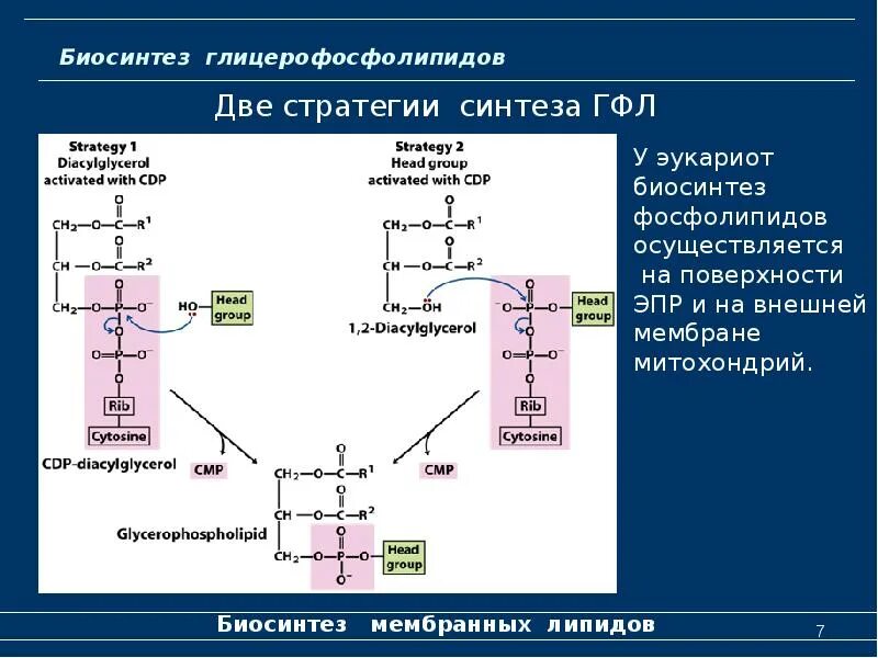 Биосинтезом называют. Схема синтеза глицерофосфолипидов биохимия. Биосинтез глицерофосфолипидов локализован. Биосинтез глицерофосфолипидов биохимия. Схема распада глицерофосфолипидов.