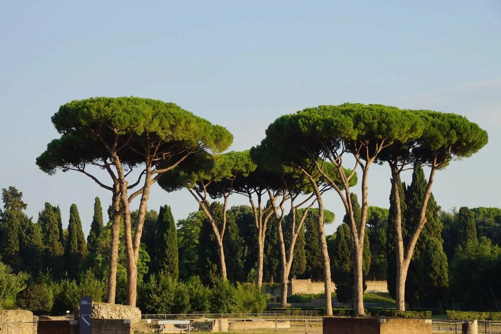 Какое дерево в сан пауле. Сосна Пиния Рим. Пиния (Pinus pinea). Сосна Пиния в Италии. Итальянские сосны пинии в Италии.