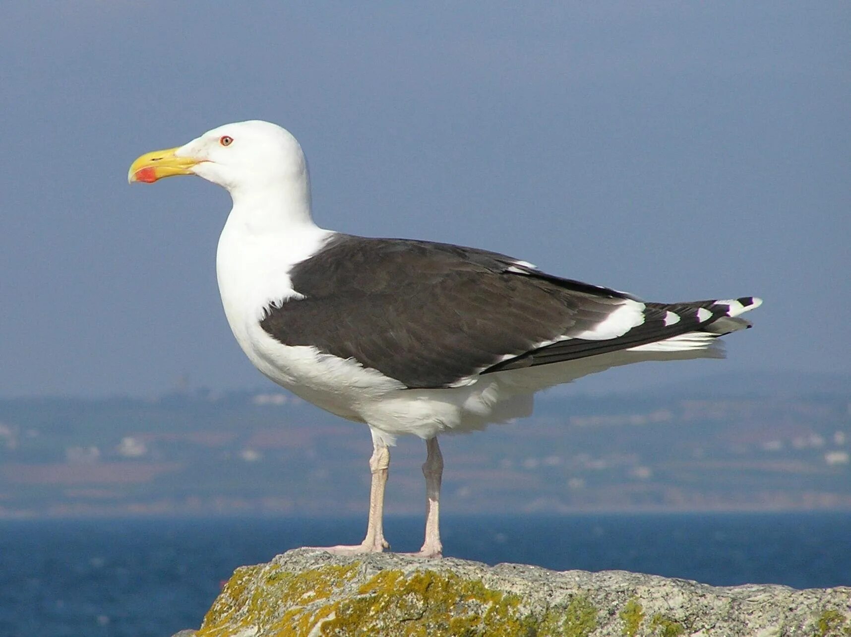 Морская Чайка Larus Marinus. Чайка Баклан Альбатрос. Большая морская Чайка (Larus Marinus). Альбатрос Черноморский птица.