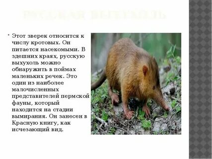 Животные пермского края занесенные в красную книгу