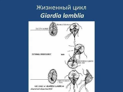 Наука о простейших