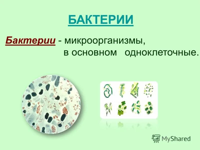 2 бактерии 1 8. Что такое бактерии 3 класс. Бактерии 3 класс окружающий мир. Бактерии это определение 3 класс. Бактерии презентация 3 класс.