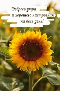 Подсолнухи картинки с надписями