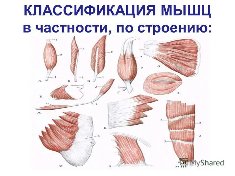 Классификация скелетных мышц по форме строению расположению. Классификация мышц анатомия. классификация мышц по структуре. классификация мышц схема. классификация скелетных мышц.