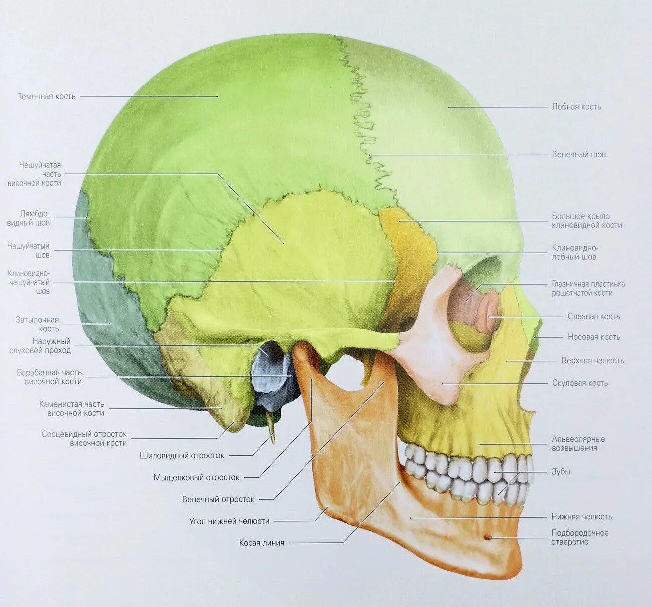 Скуловая и теменные кости. Теменная кость черепа анатомия. Теменная кость строение. Шиловидный отросток височной кости на черепе. Строение черепа сосцевидный отросток.