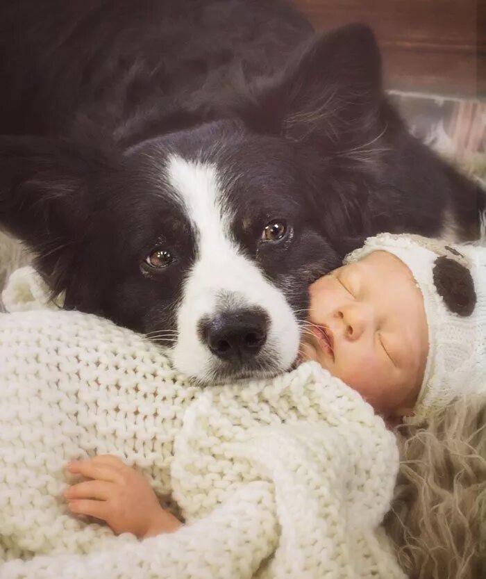Порода которая любит детей. Собаки которые любят детей. Собака для детей. Добрые собаки для детей. Собака которая любит детей.