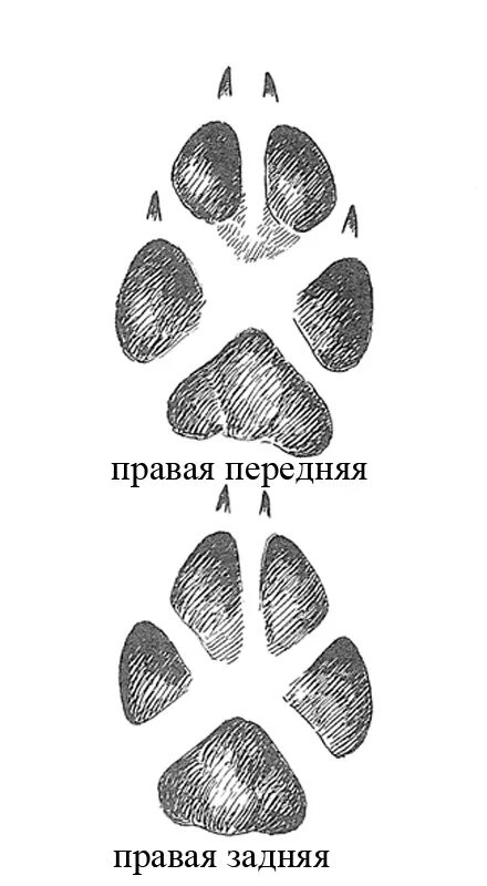 Следы лис. Лисья лапа след. Отпечаток следа лисы. След лапы лисы. Следы лисы обыкновенной.