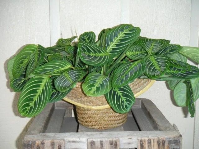 Maranta Plant leaves, Plants, Garden