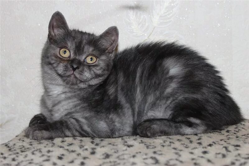 Породы кошек черно серого окраса. Шотландская кошка прямоухая пепельная. Шотландский скоттиш страйт черный. Дымчатый Шотландские коты прямоухие. Шотландская кошка прямоухая дымчатая.