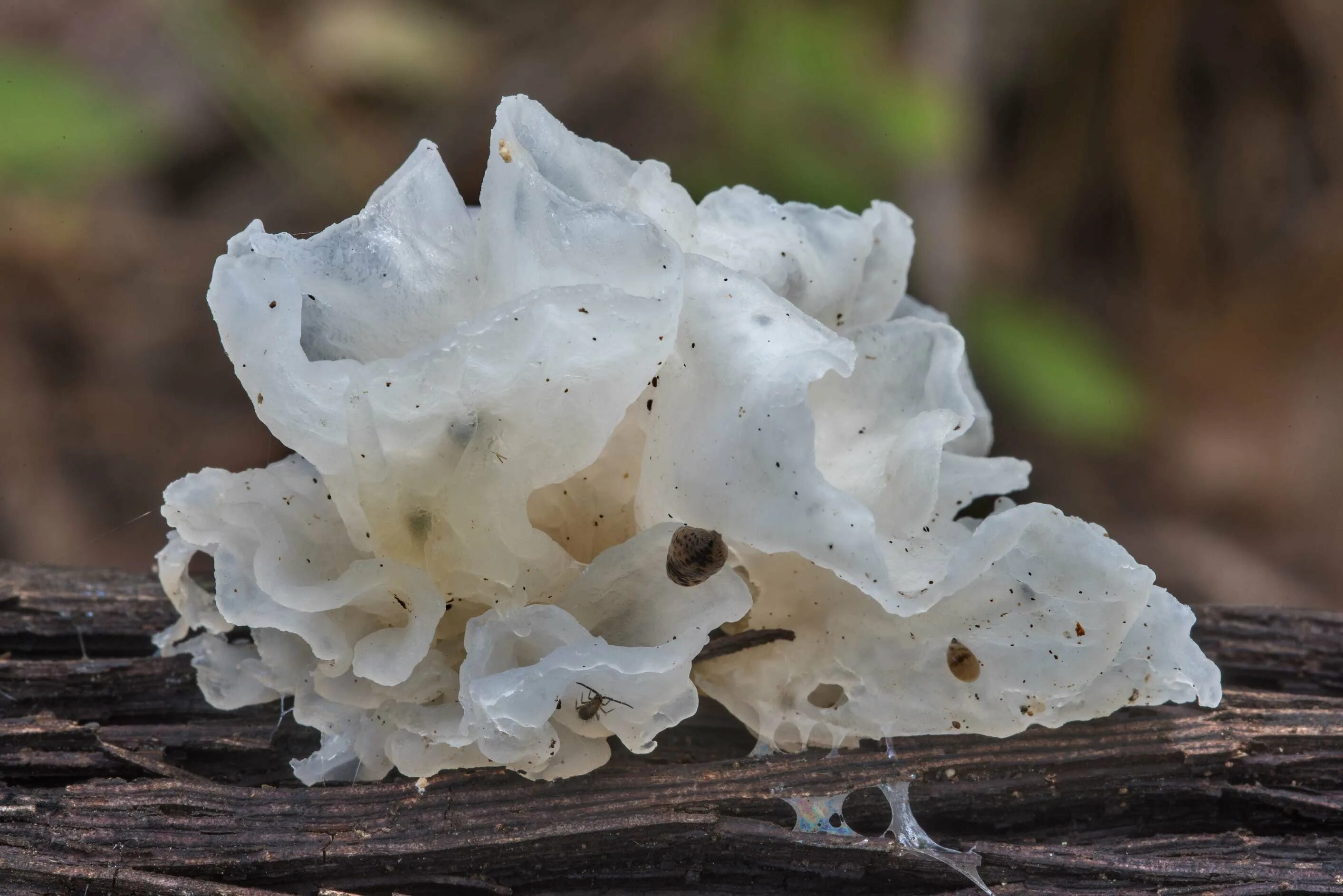 Гребешки водоросли. Ледяной гриб тремелла. Тремелла фукусовидная. Морской гриб тремелла. Гребешки ледяной гриб.