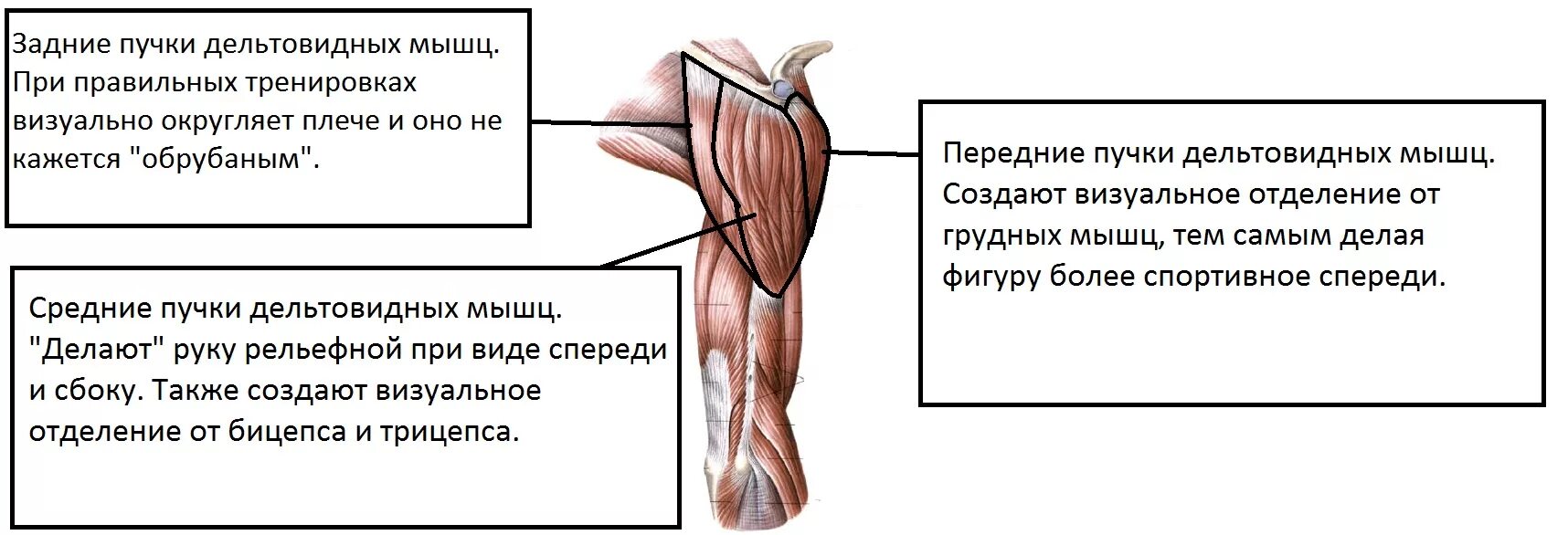 Пучок дельтовидной мышцы. Строение задней дельтовидной мышцы. Задняя Дельта анатомия функции. Дельтовидная мышца анатомия функции. Анатомия мышц задняя Дельта.