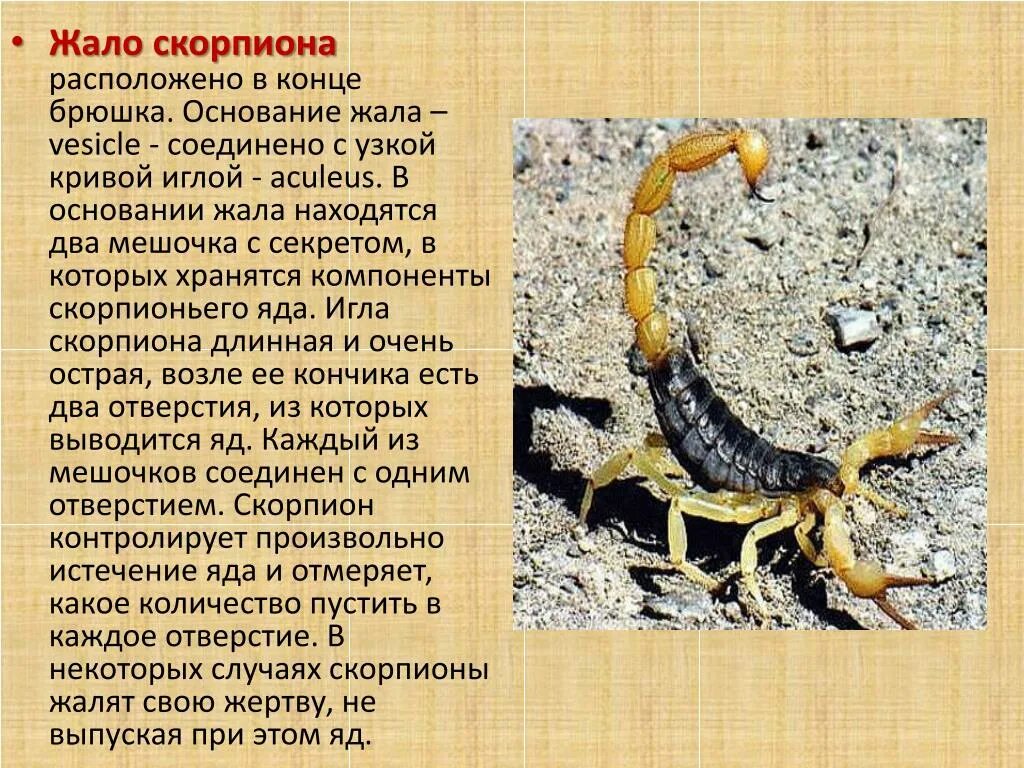 Жало скорпиона. Яд скорпиона. Ядовитый аппарат скорпиона.