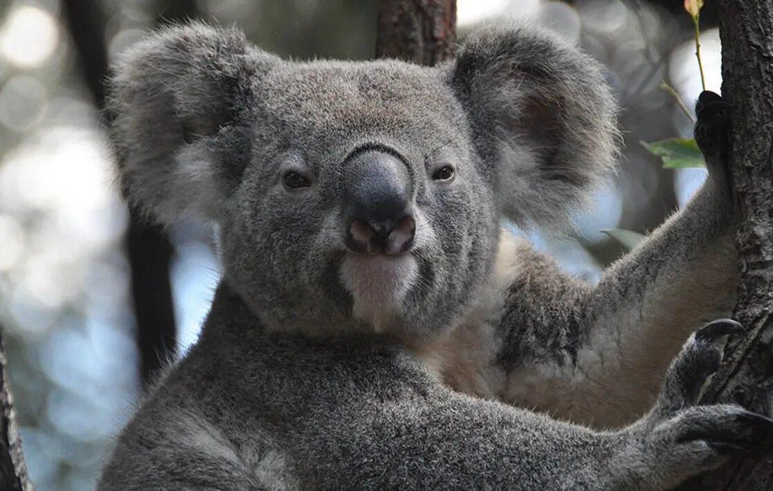 Коала в Австралии. Млекопитающие коала. Австралия фауна коала. Коала сумчатое животное.