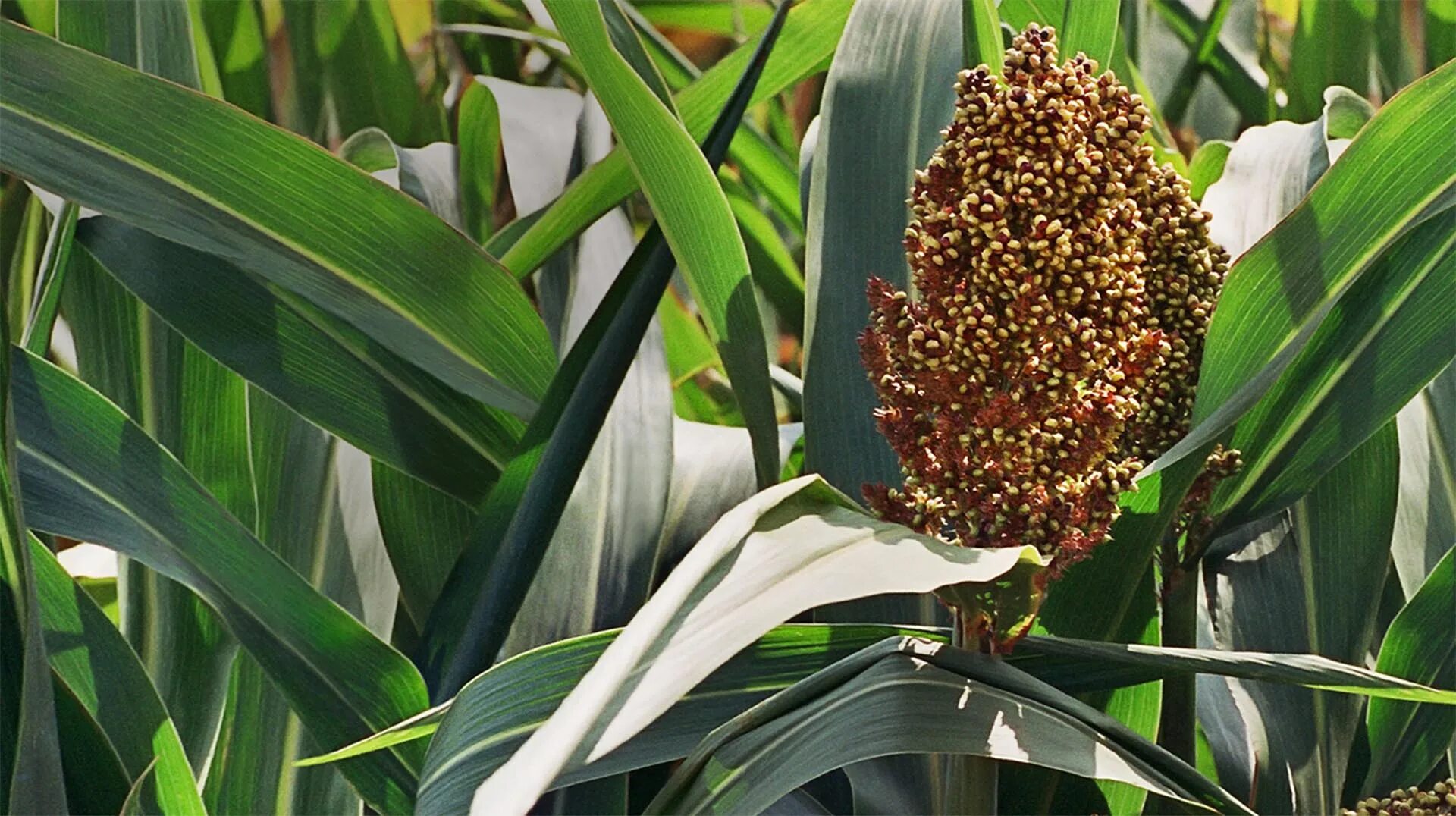 Род сорго. Сорго черное сафари. росток сорго сорго. сорго-sorghum foot. сорго зерновое атаман.