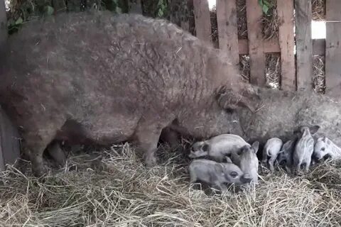 Свиньи венгерской породы описание породы