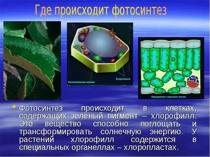 Фотосинтез клеточный пигмент