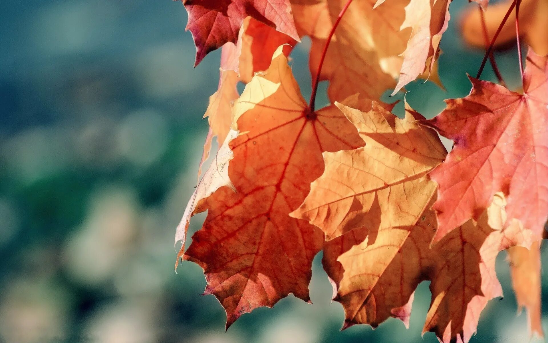 Осень листья похожие. Красивые листья. Осенние листья. Осенние листочки. Осень листва.