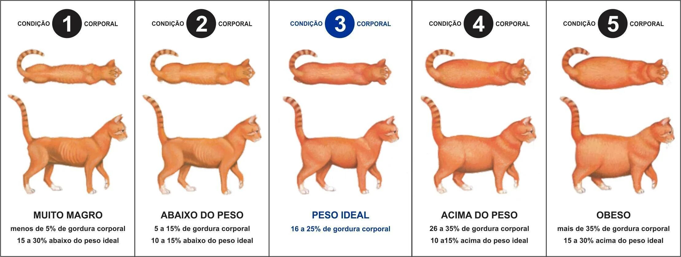 Что делать если кошка ничего не ест. Телосложение кота. Нормальное Телосложение кота. Нормальная комплекция кота. Худое Телосложение у котов.