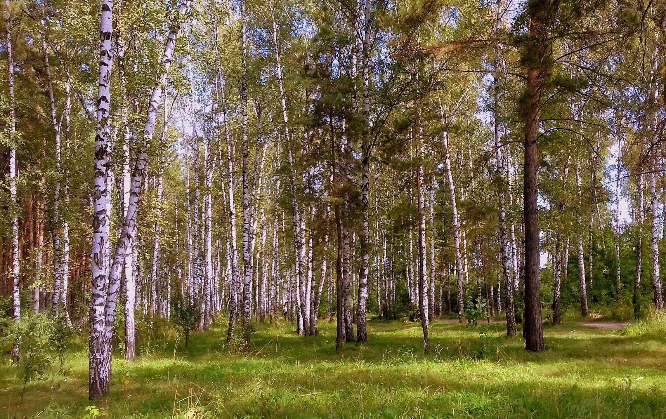 Московская область какие леса. Смешанный лес Московской области. Лиственный лес Подмосковья. Осиновые леса в Подмосковье. Лето Подмосковье лес.