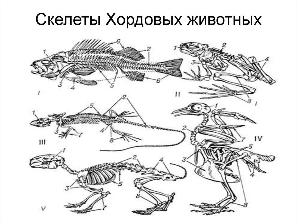 Приспособление позвоночного животного. Опорно-двигательная система хордовых животных. Хордовые опорно двигательная система. Эволюция опорно-двигательной системы хордовых. Эволюция опорно-двигательной системы позвоночных животных.