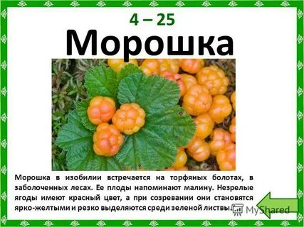 Программа морошка янао